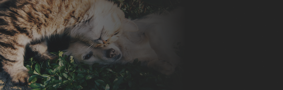 1st blog